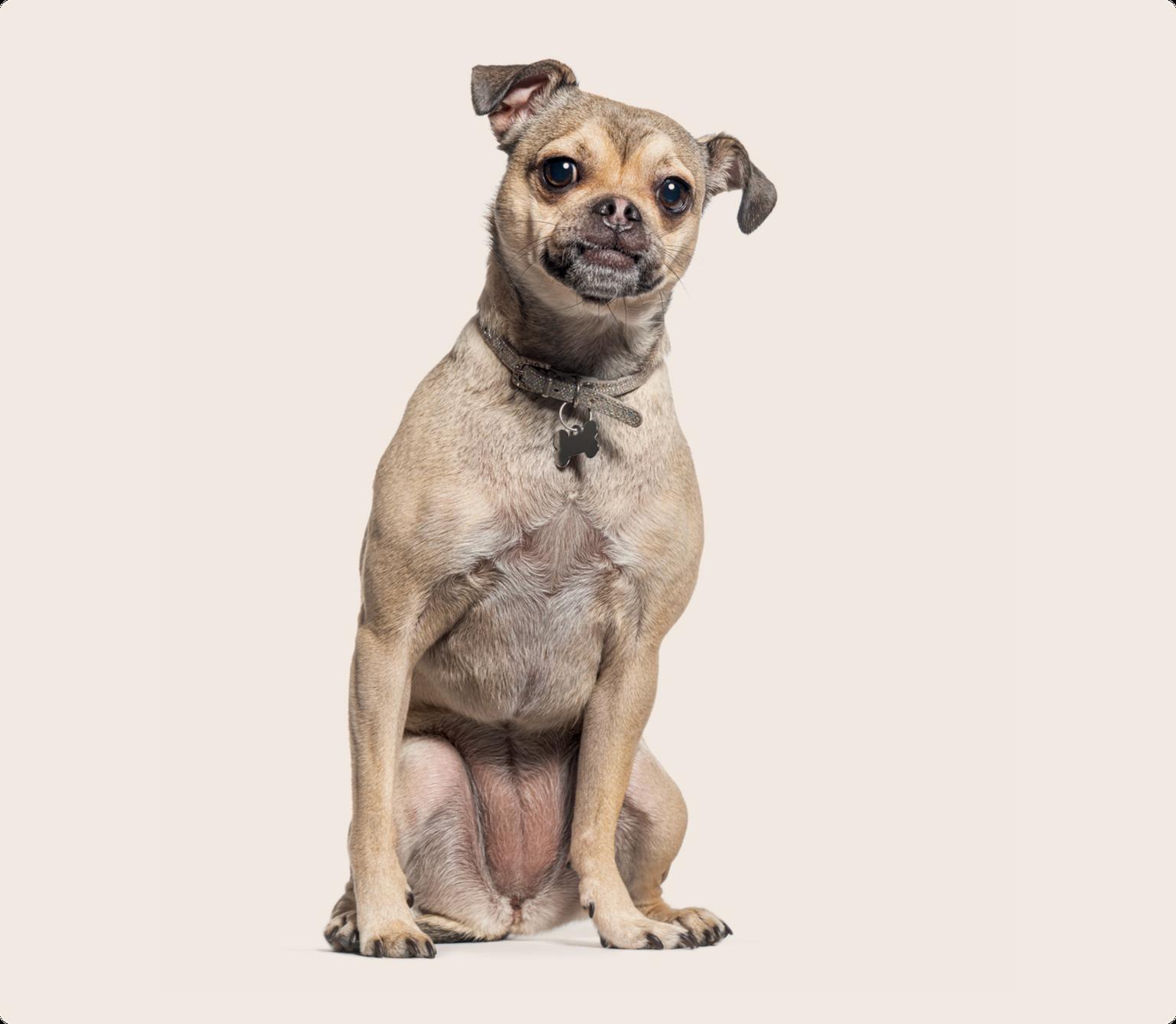 Image of a Chug sitting down looking into the camera