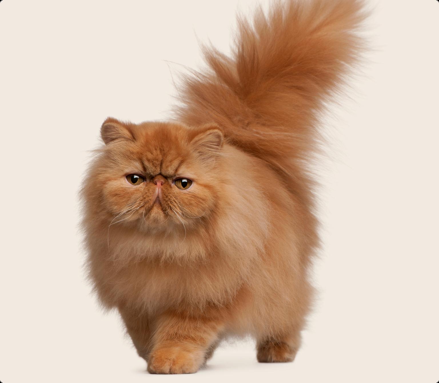 Persian