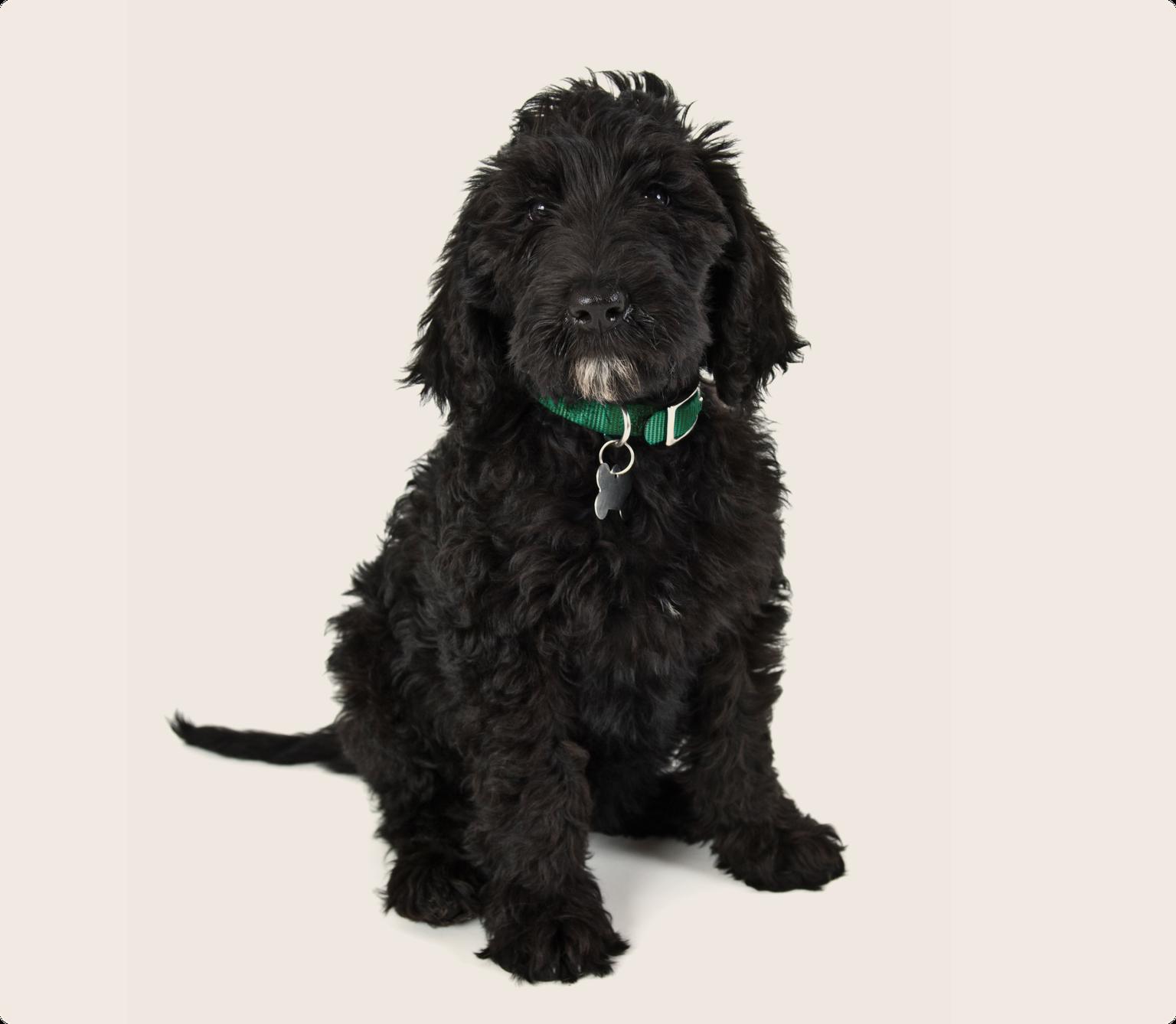 Labradoodle