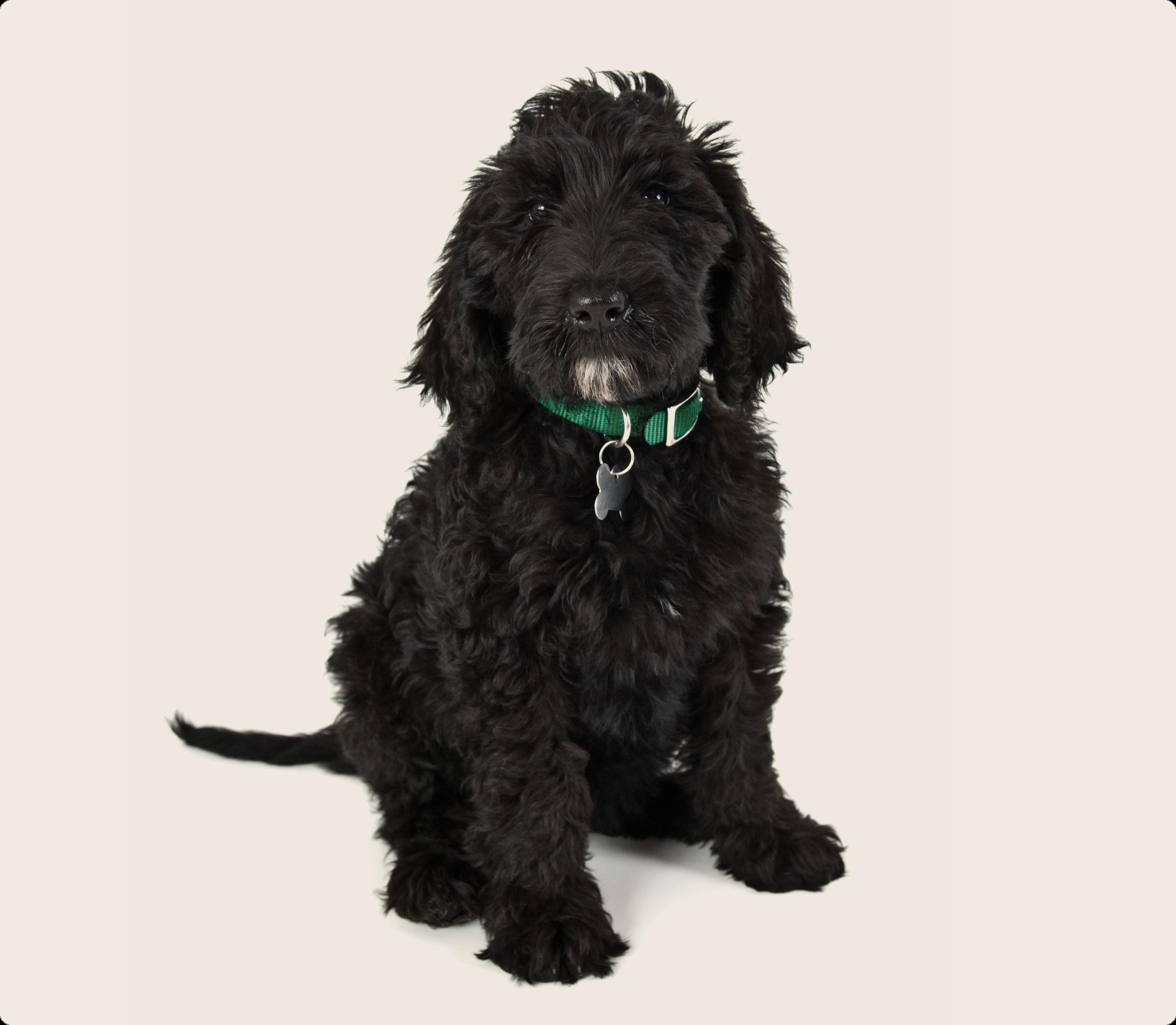 Labradoodle