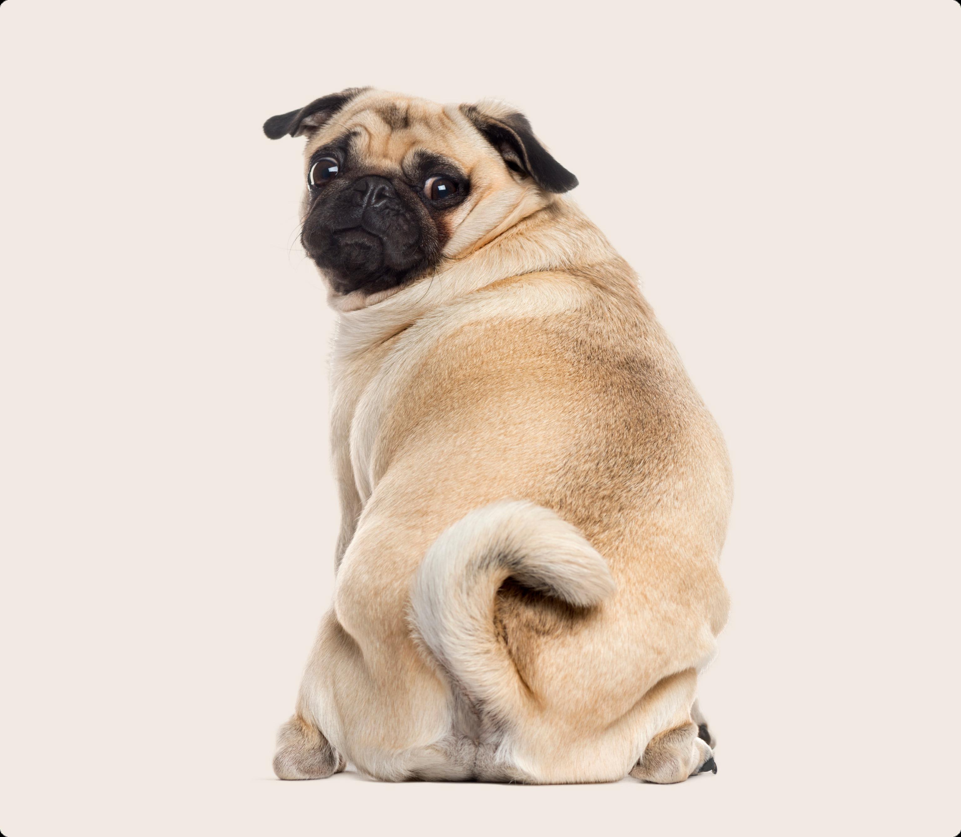 Pug on beige background