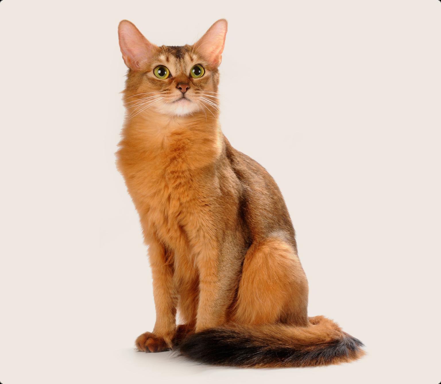 A Somali cat with green eyes sitting upright on a beige background