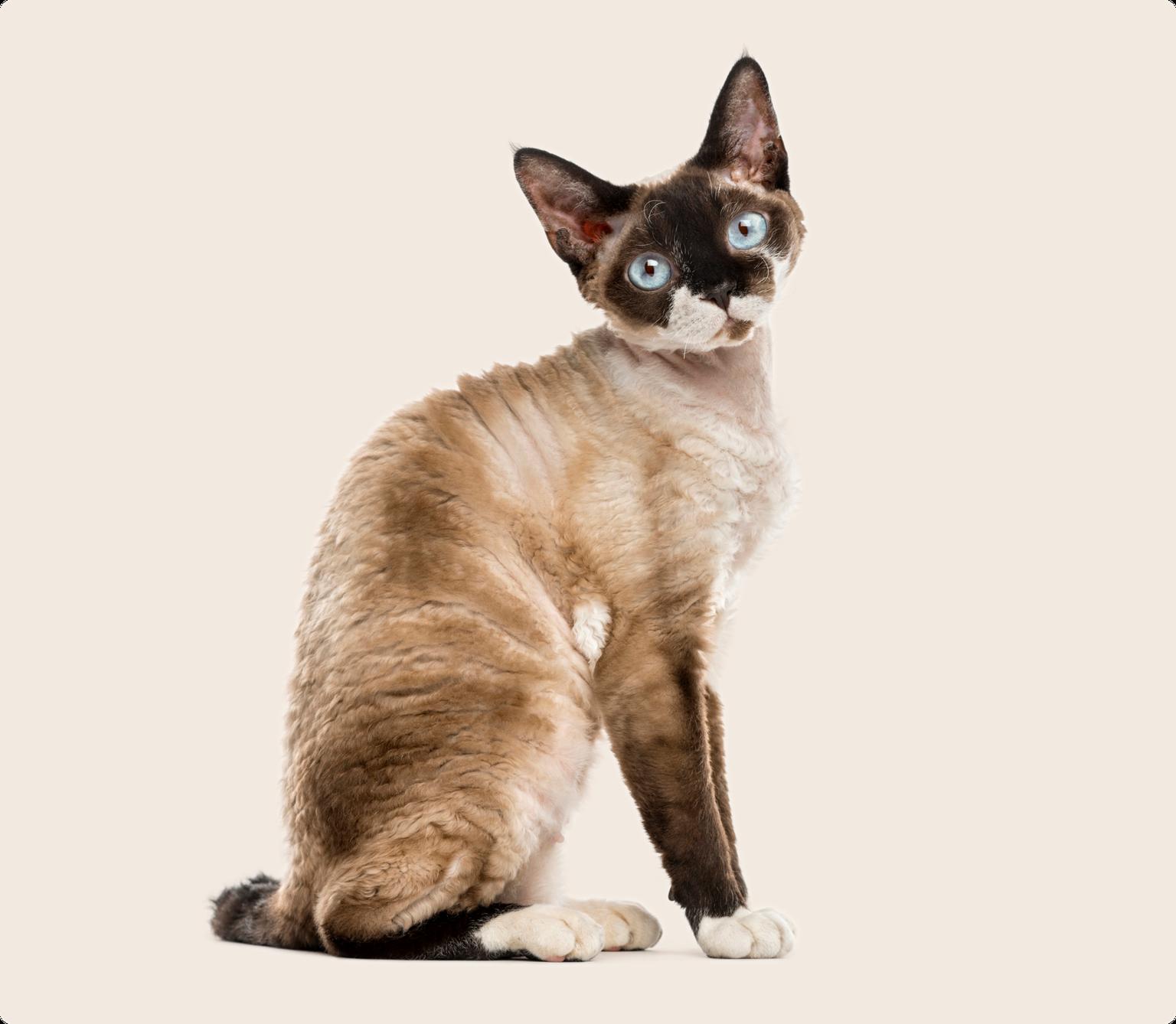 A brown and white Devon Rex cat with blue eyes sitting, on a beige background