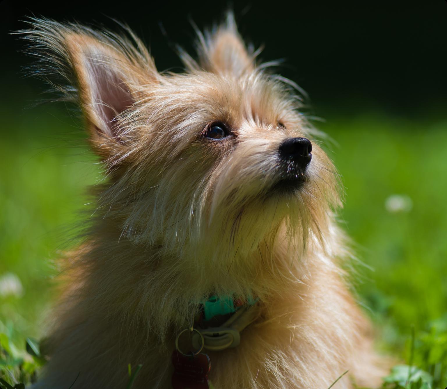 Porkie mixed breed dog