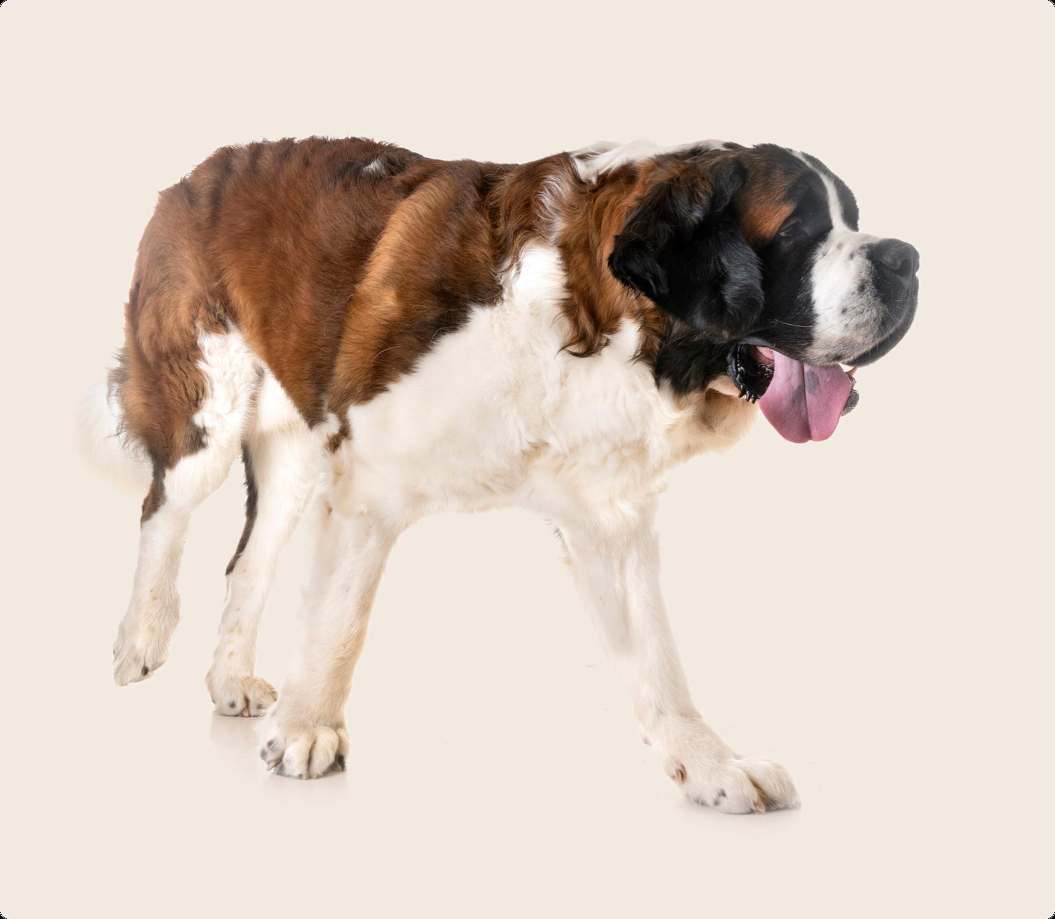 A Saint Bernard dog with it's tongue out, standing on a beige background