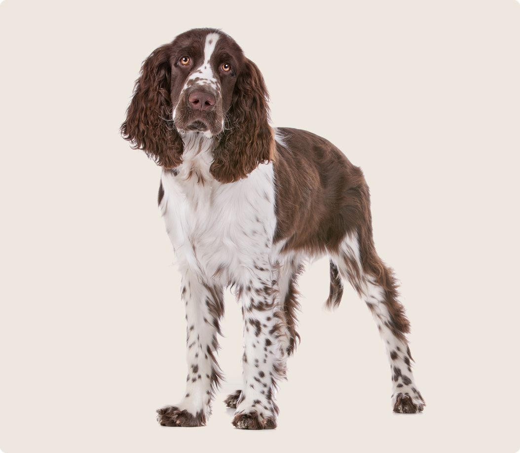 A liver and white English Springer Spaniel stands attentively on a beige background.