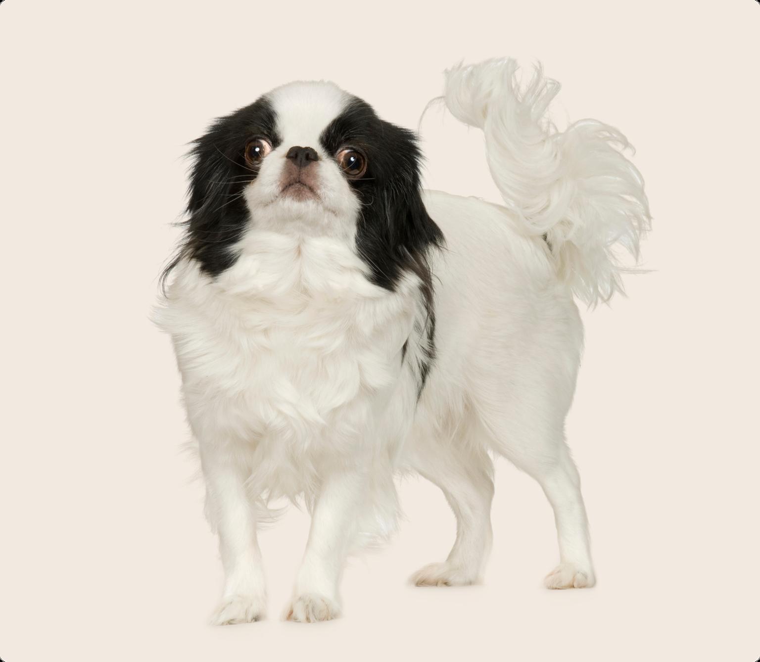 A Japanese Chin dog standing, looking at the camera, on a beige background