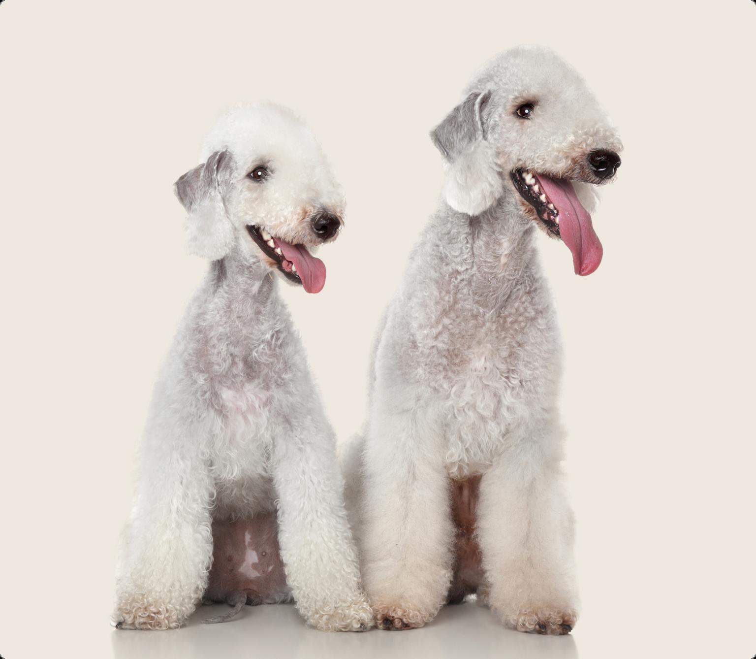 Two white Bedlington Terriers sitting next to each other on a beige background
