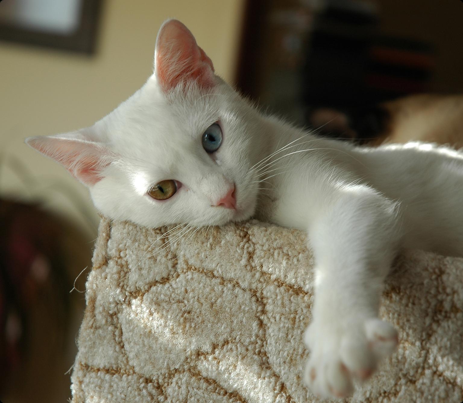 A Turkish Van cat with one blue eye and one amber eye, sleeping on a beige carpet