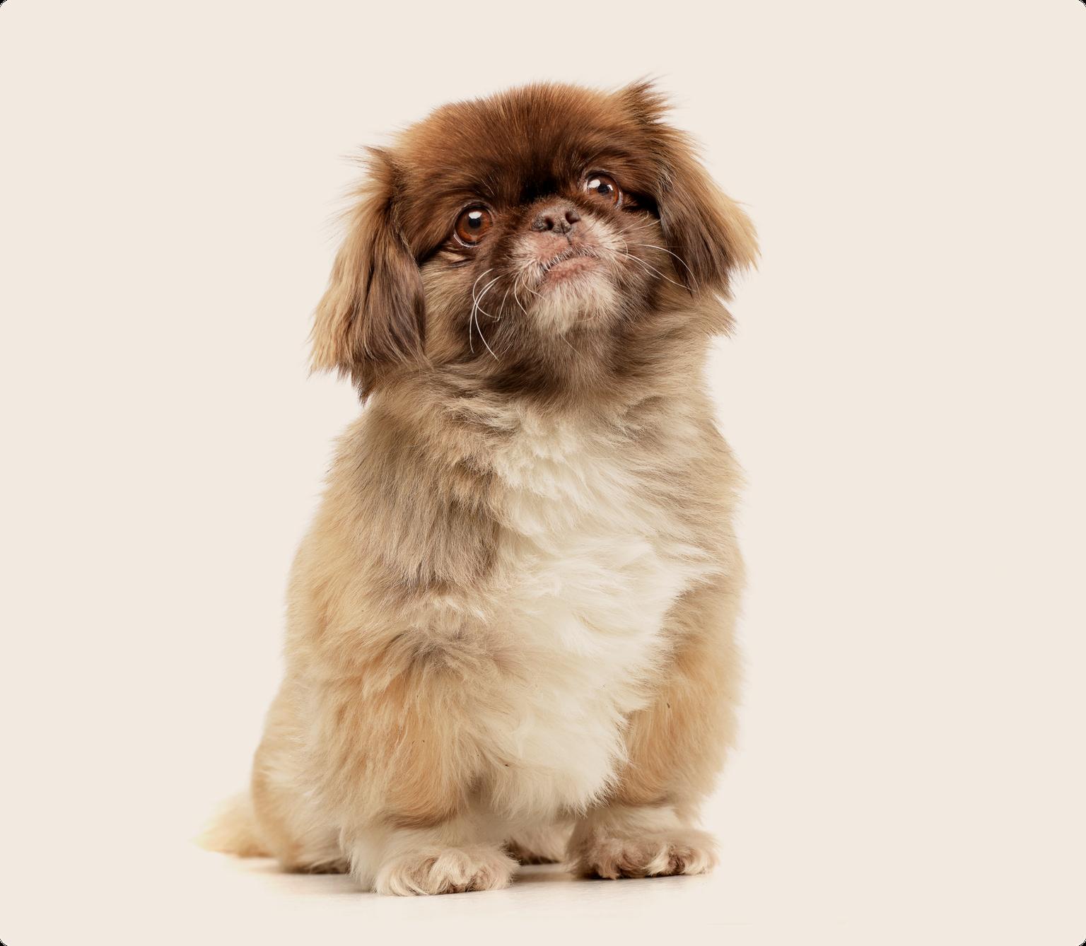 Image of a brown Pekingese sitting down