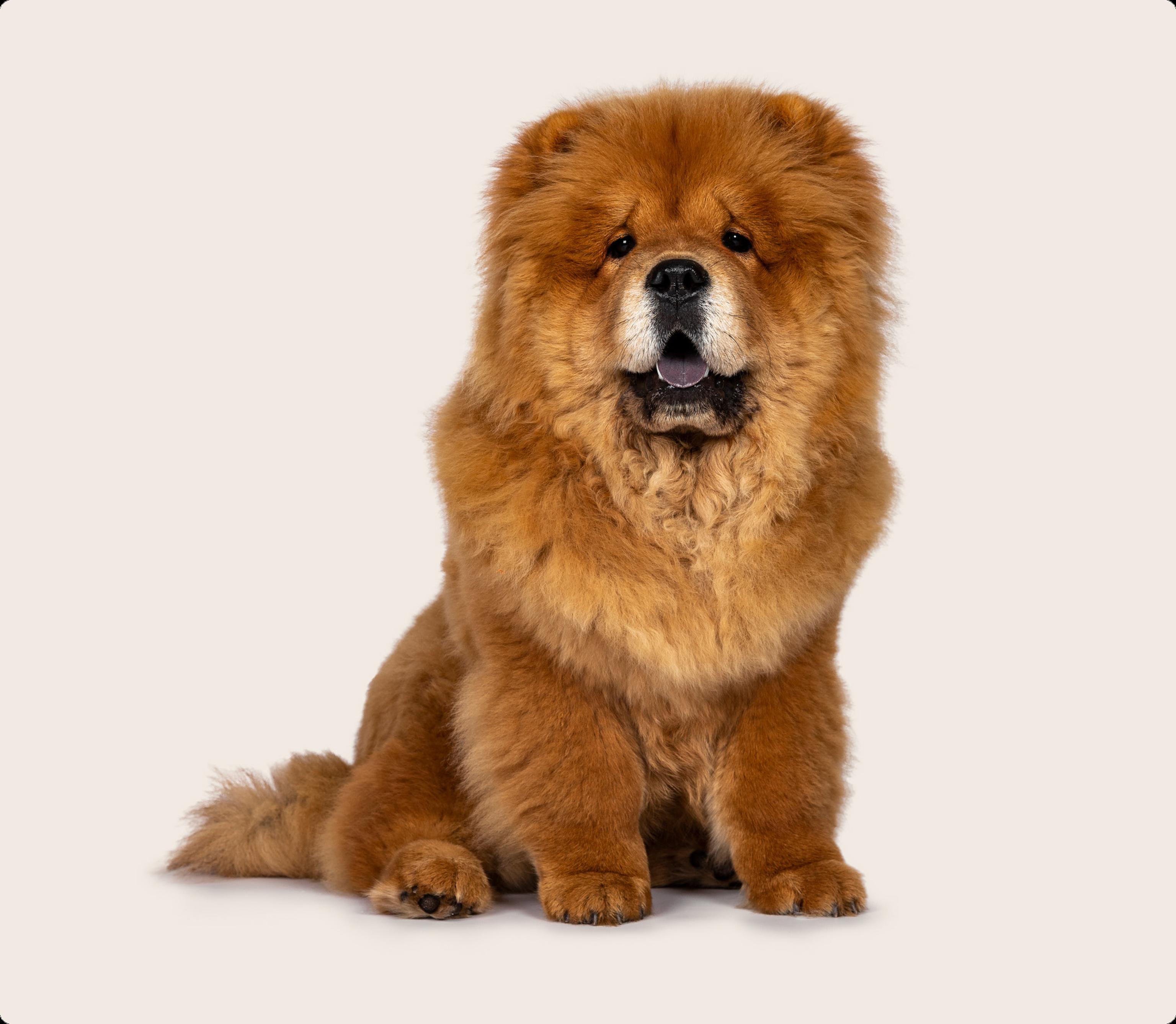 A fluffy red Chow Chow with a thick ruff around its head, panting lightly, positioned on a white background.
