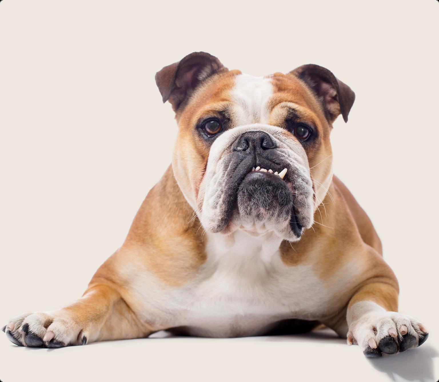 English Bulldog