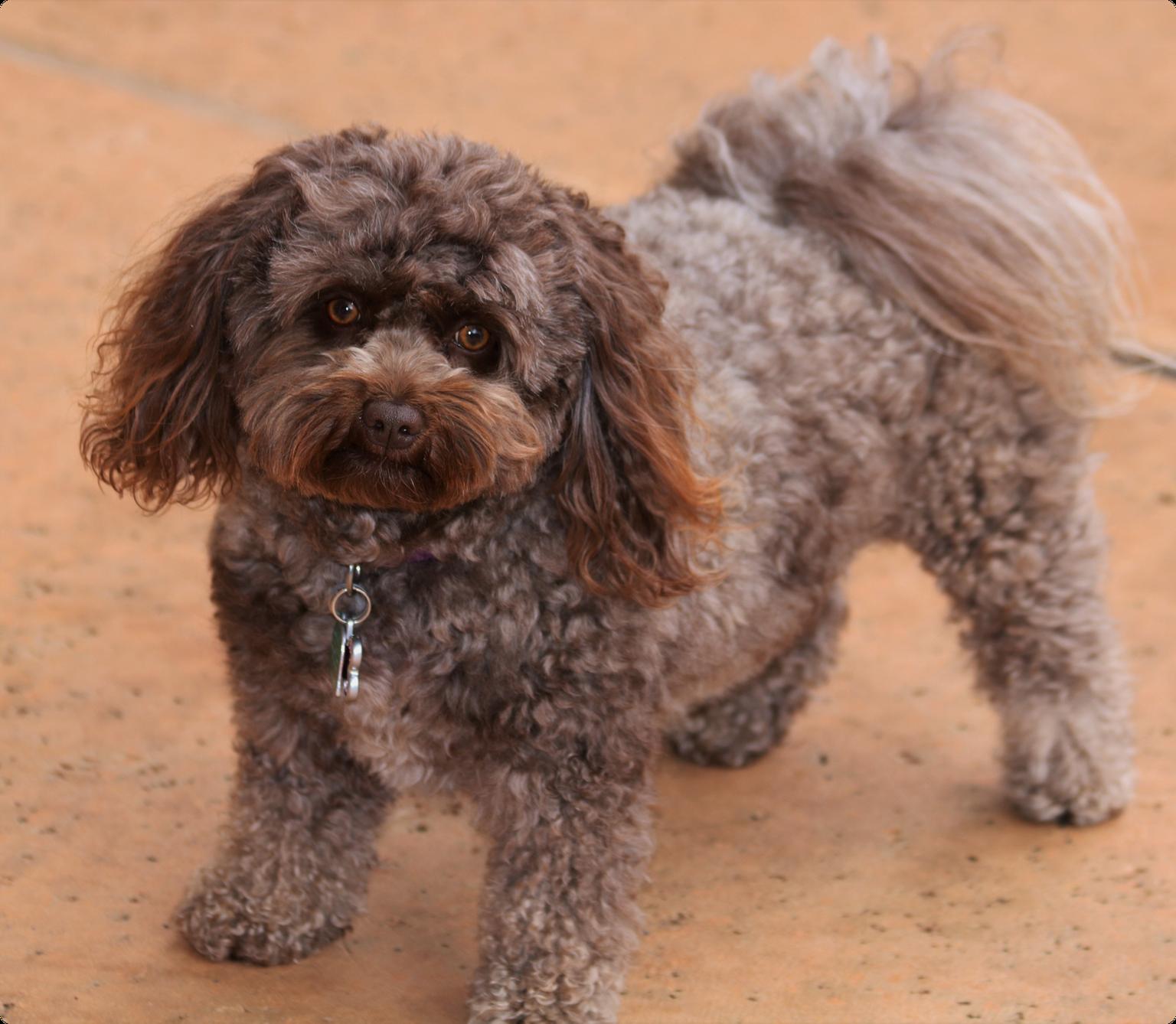 A curly brown Pomapoo dog with brown eyes