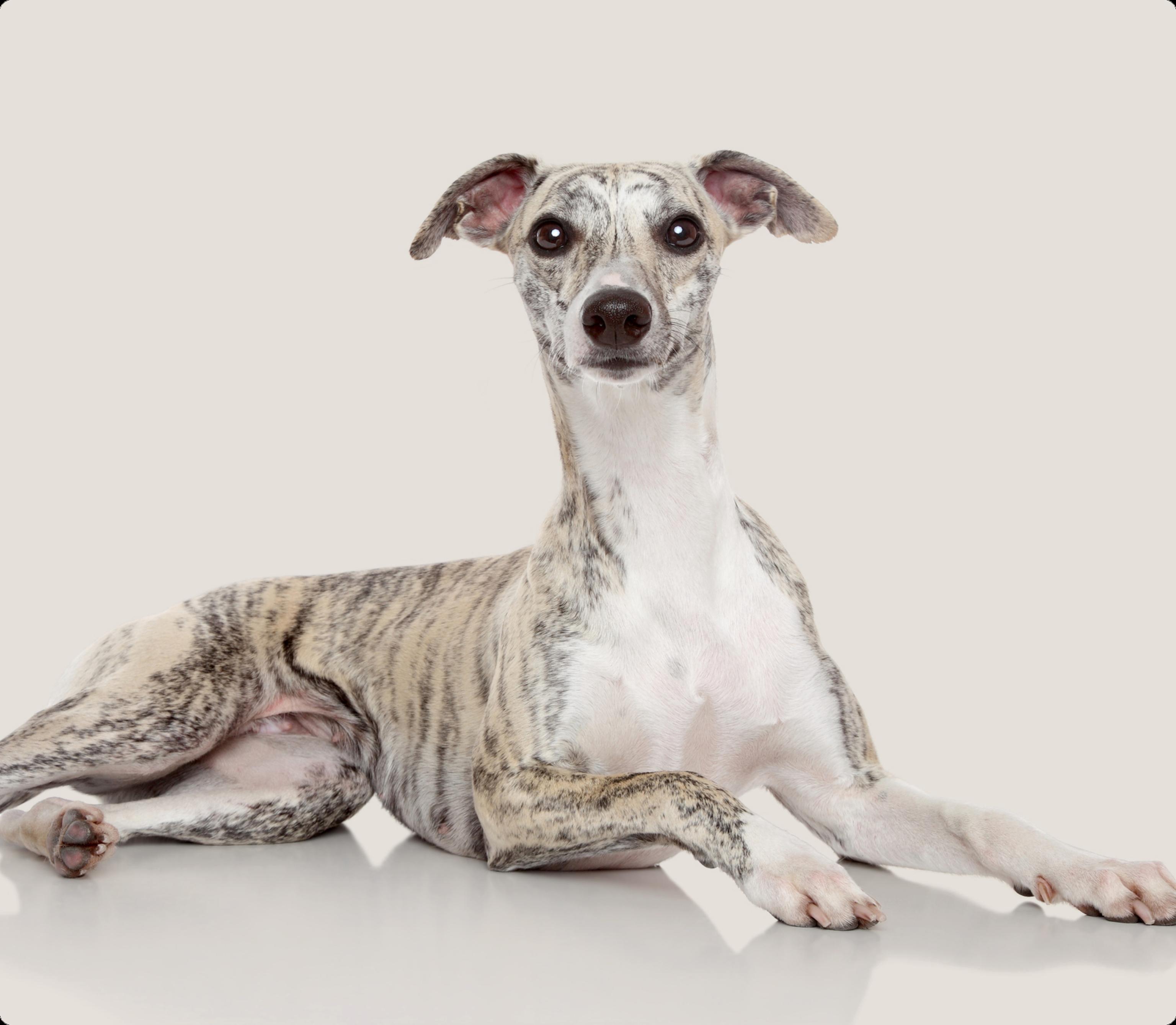 Whippet