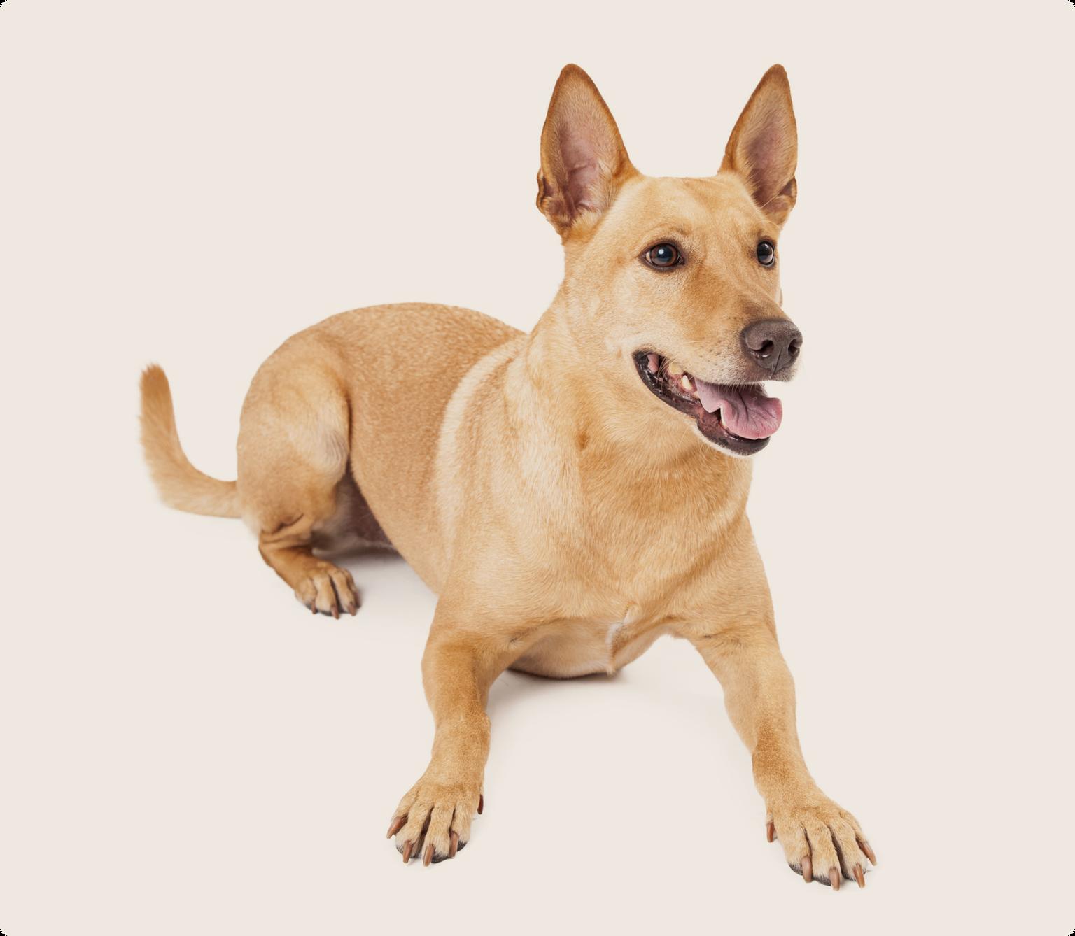 A brown Carolina Dog lying down and looking into the camera on a beige background