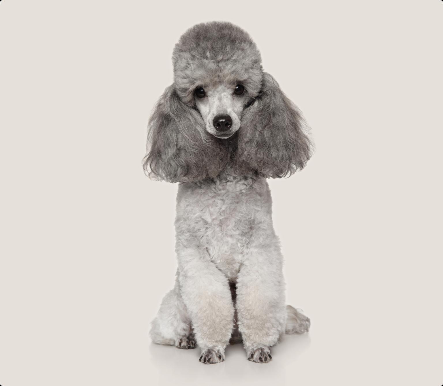 Image of a grey Toy Poodle sitting down with a beige background