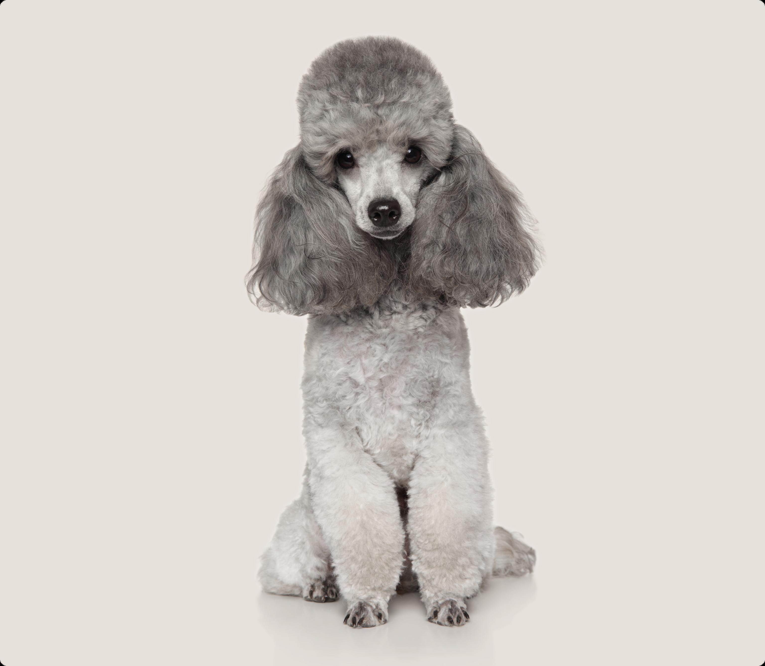Toy poodle