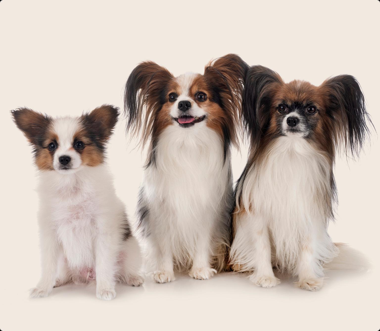 Three Papillon dogs staring into the camera