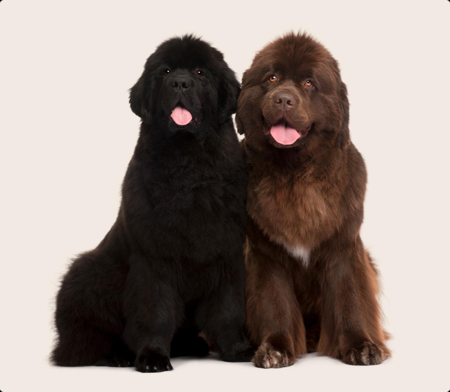 Image of a black Newfoundland and a brown Newfoundland