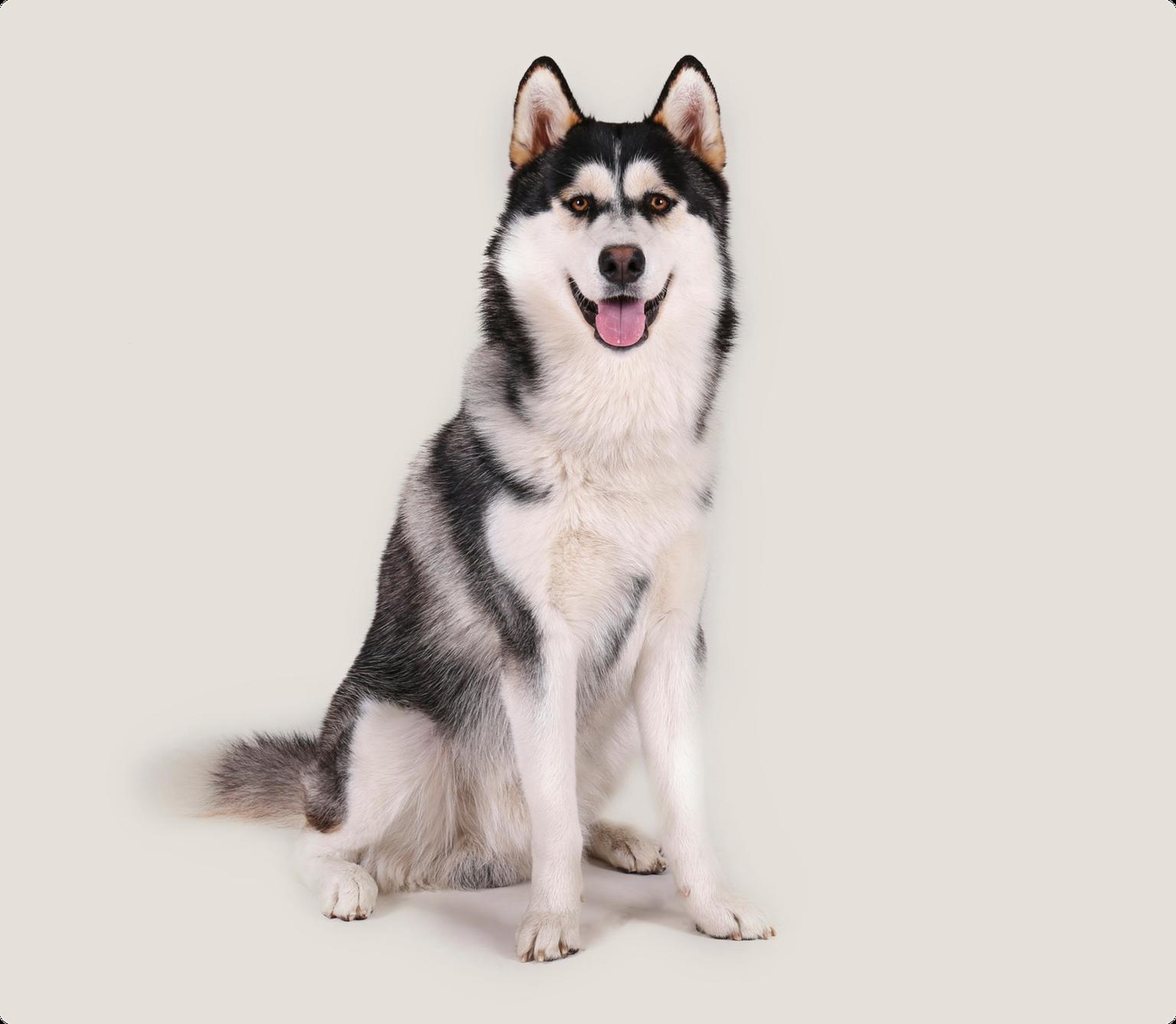 A seated Alaskan Malamute with distinctive black and white fur, showing a happy expression with its tongue out, against a solid light beige background.
