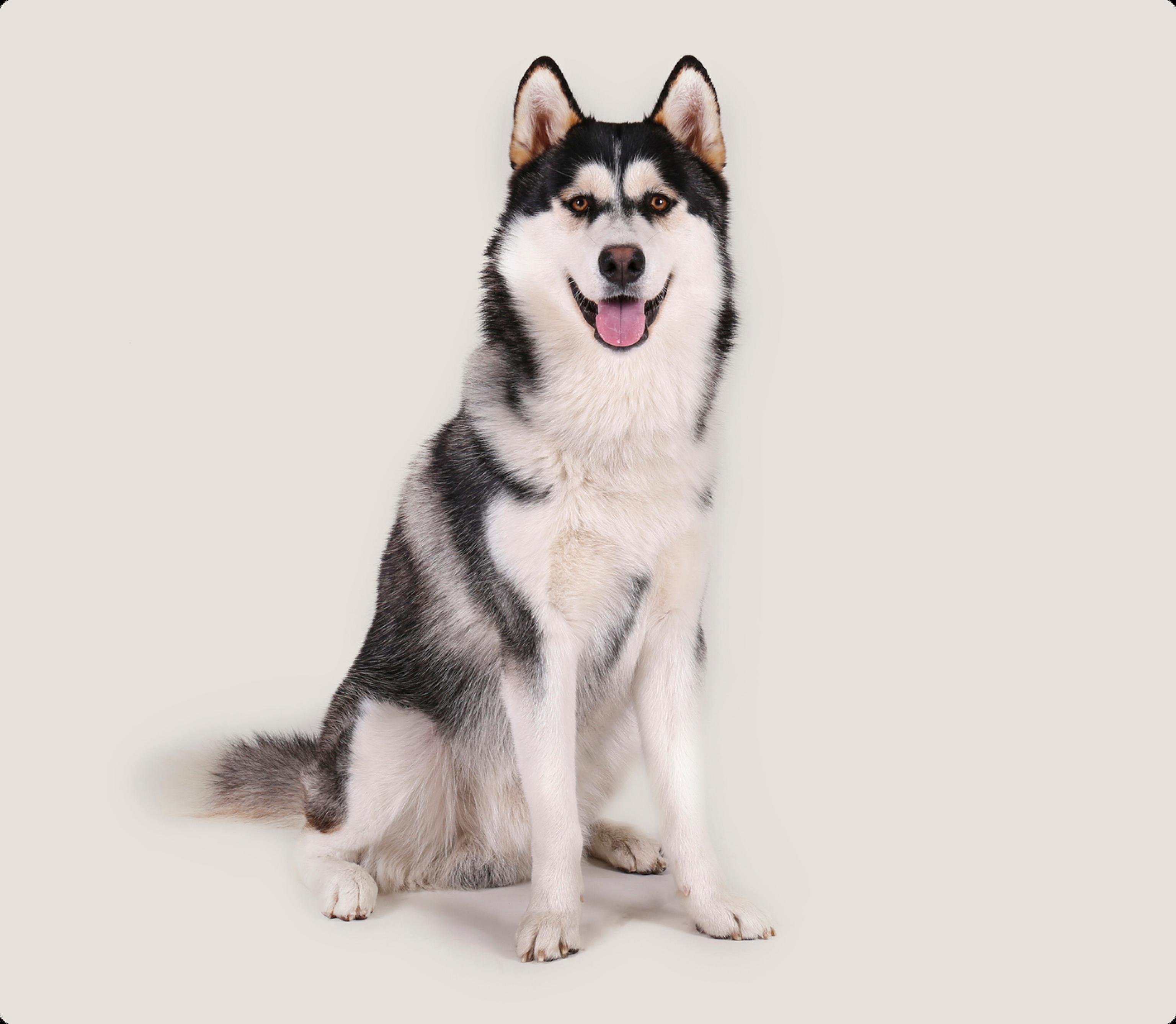 A seated Alaskan Malamute with distinctive black and white fur, showing a happy expression with its tongue out, against a solid light beige background.