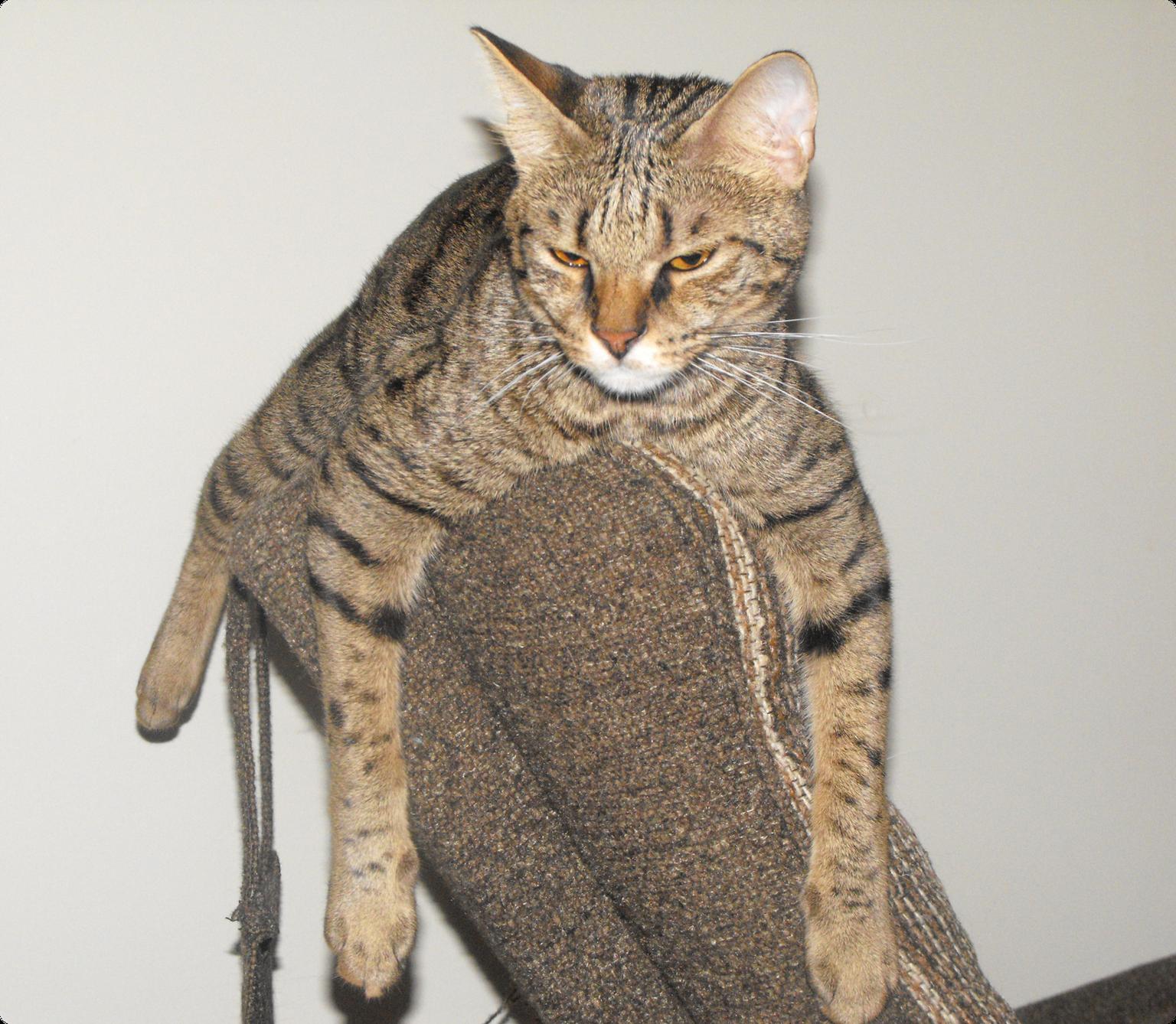 Savannah cat laying the back on a chair