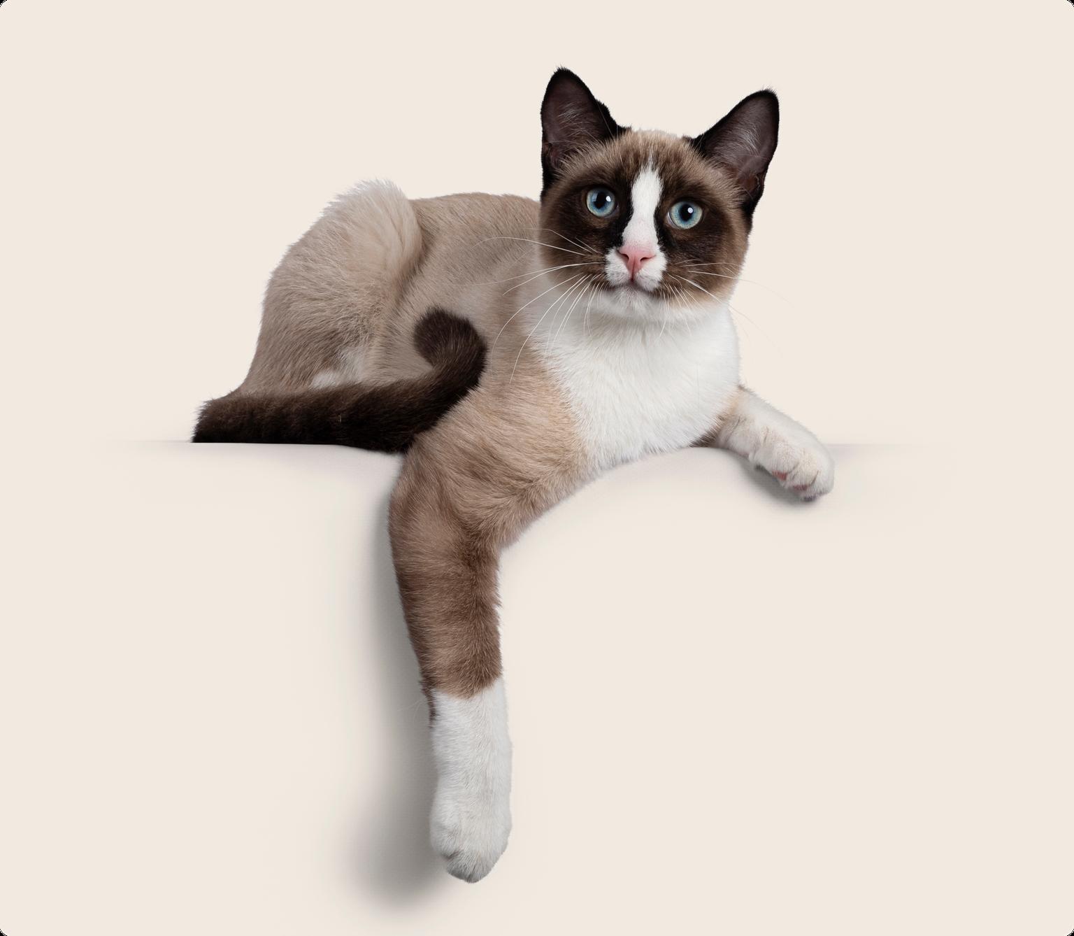 A snowshoe cat lying down reaching out it's paw, on a beige background