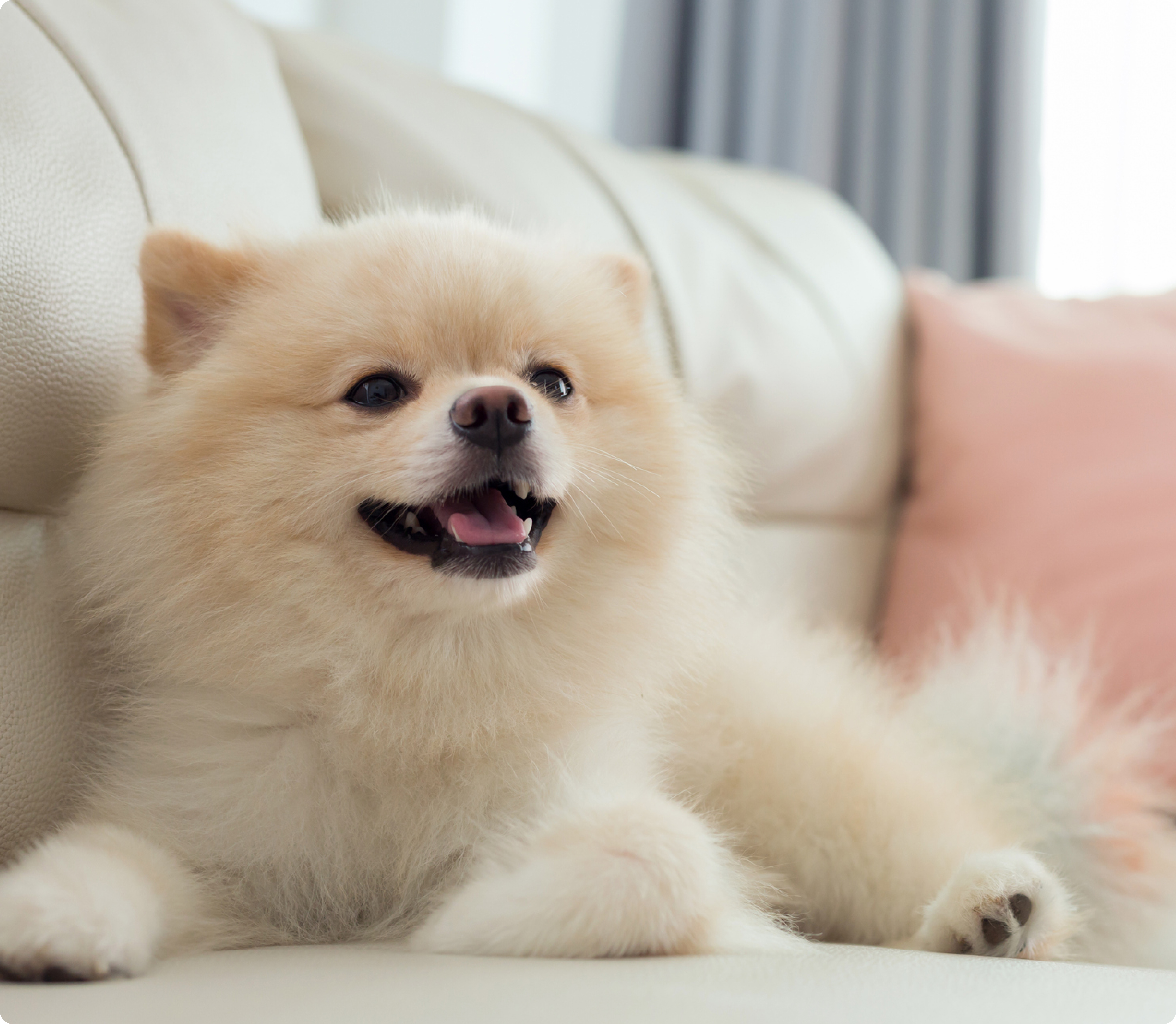 Pomeranian Golden Retriever Pomeranian Lab Mix Puppies Golden