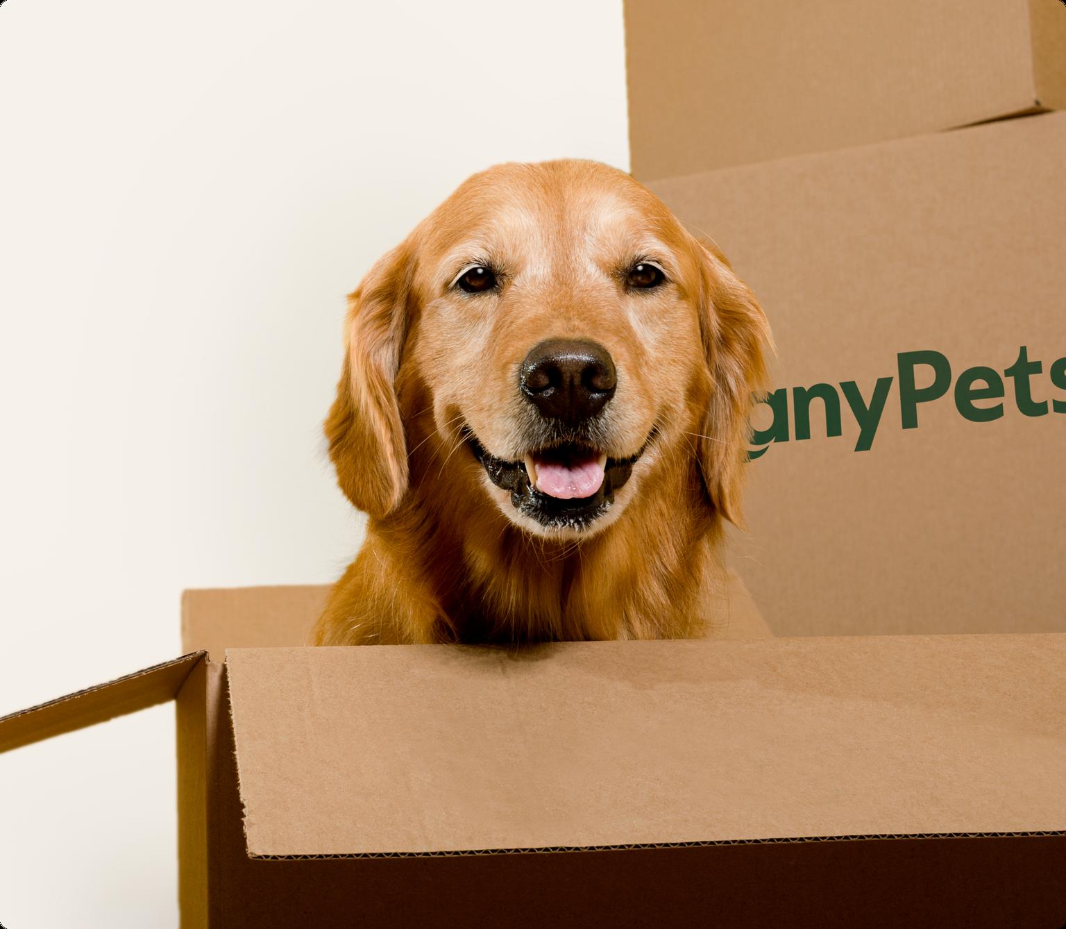 golden retriever in a box