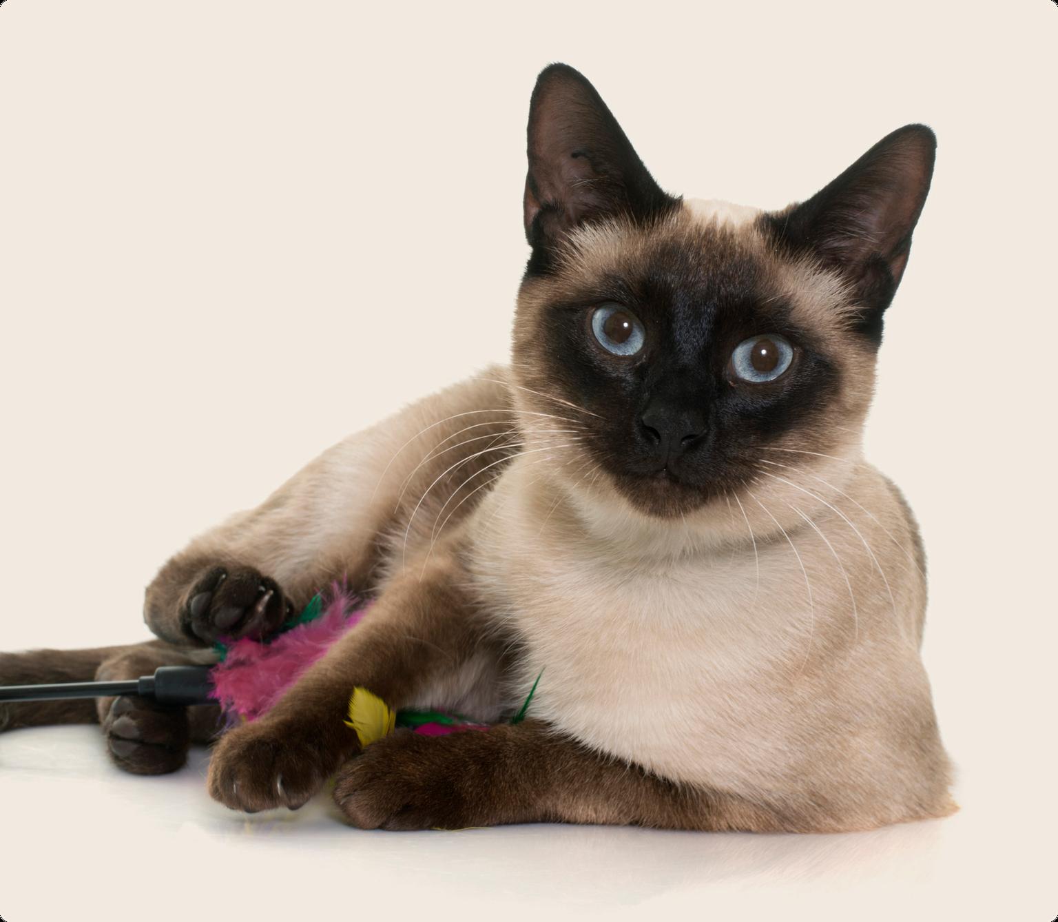 Siamese cat laying down playing with a toy