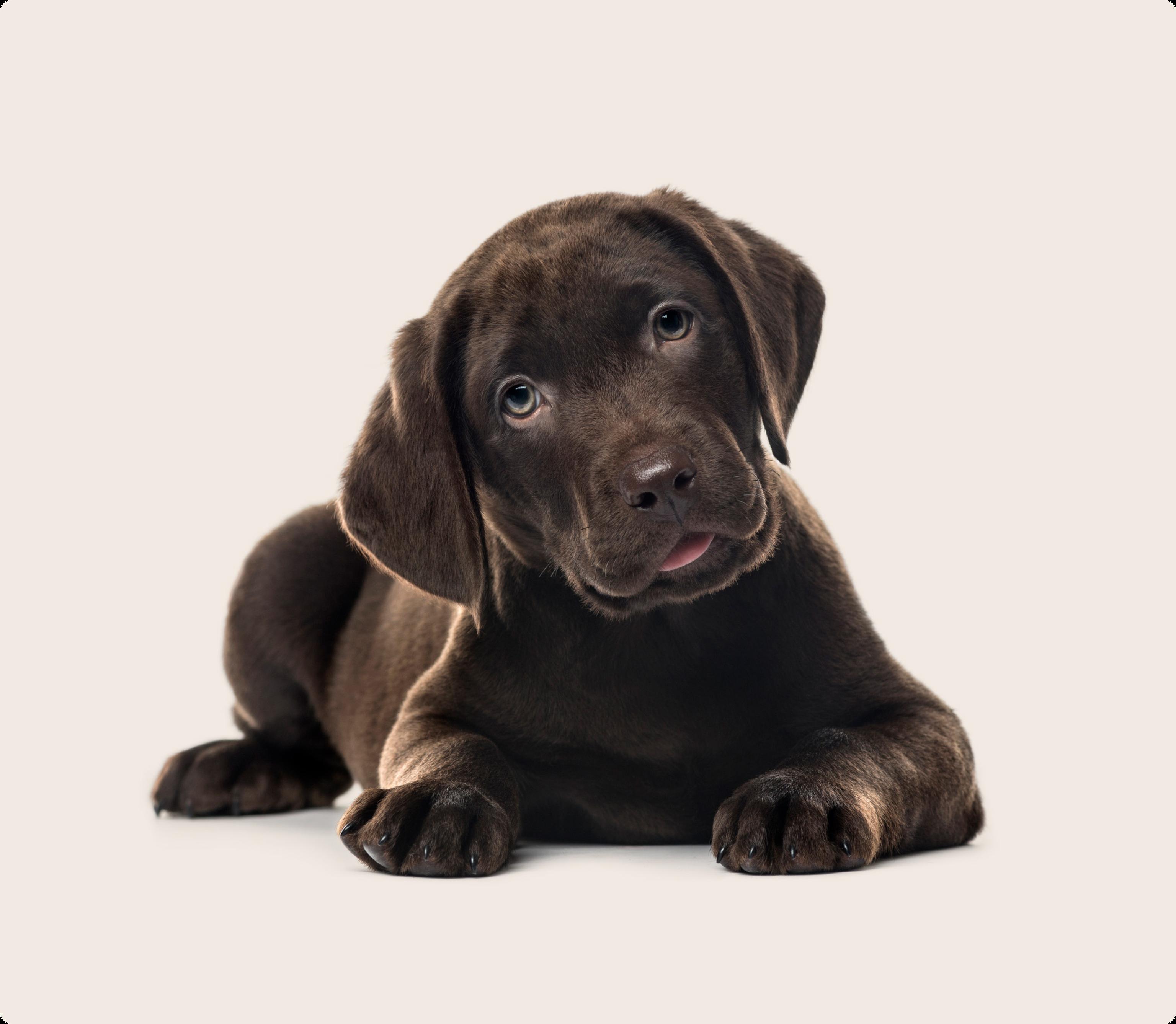 lab