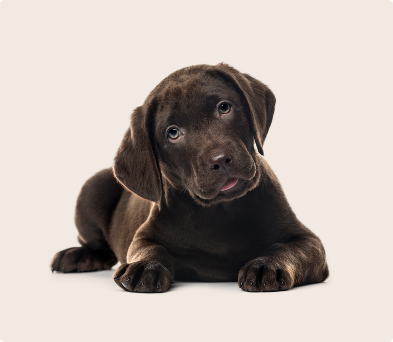 Labrador Insurance Get a Quote ManyPets