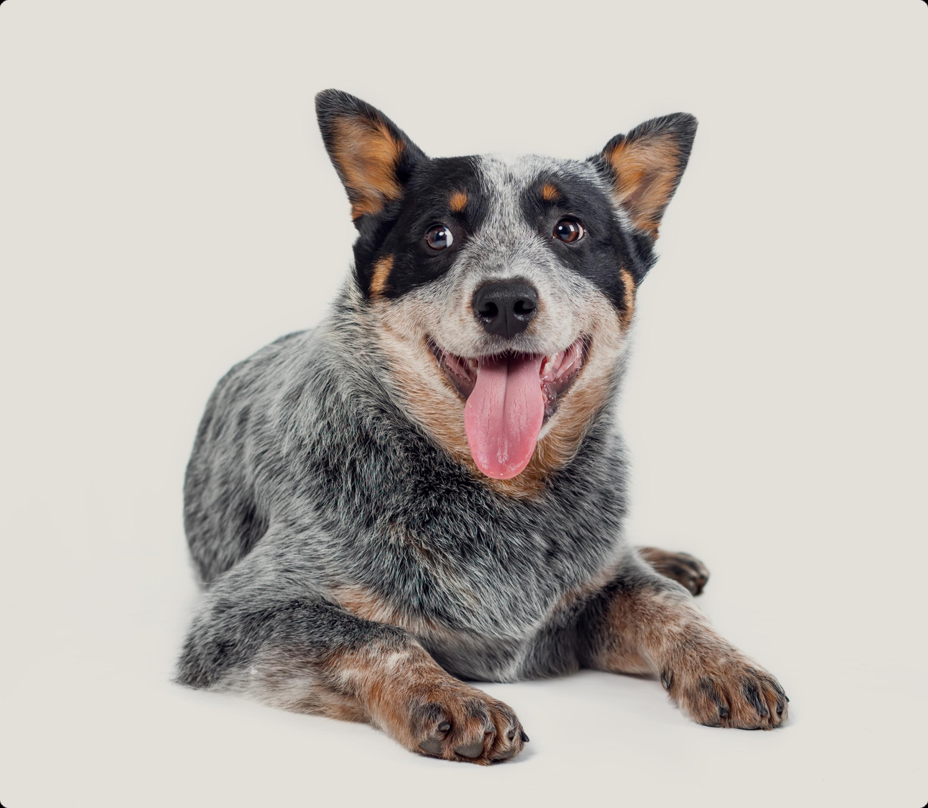 A cheerful Australian Cattle Dog sitting down, looking slightly to the side with a bright, open-mouthed smile and its tongue out. It showcases a mottled coat combining shades of black, grey, and tan, with distinctive facial markings. The background is a clean, light gradient.