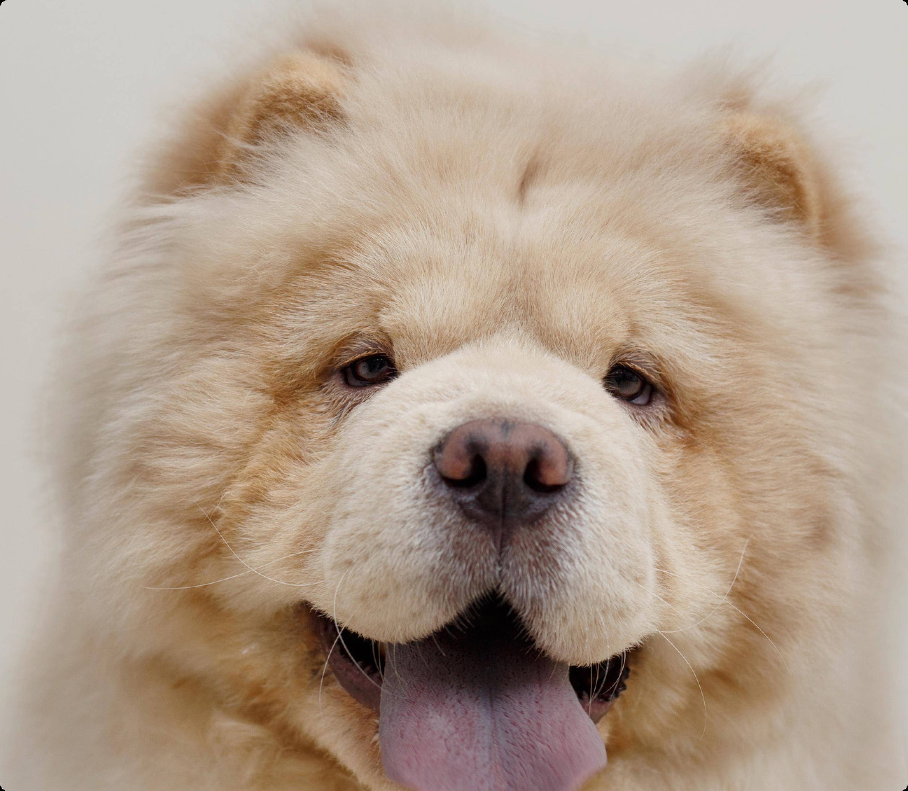Chow chow dog