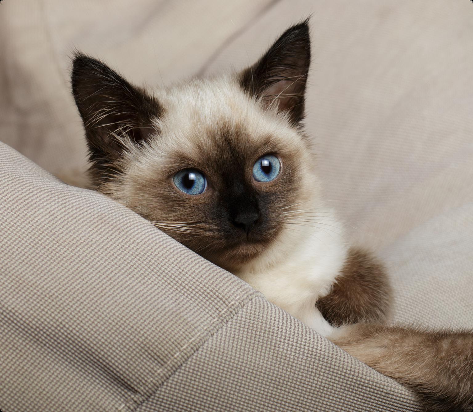 A Balinese kitten with blue eyes wrapped in a light brown blanket