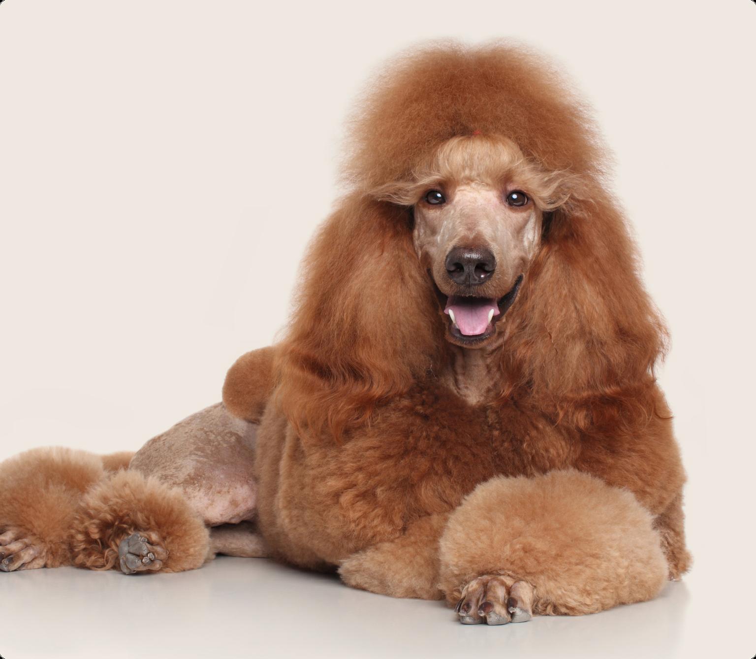 Image of a brown poodle on a beige background