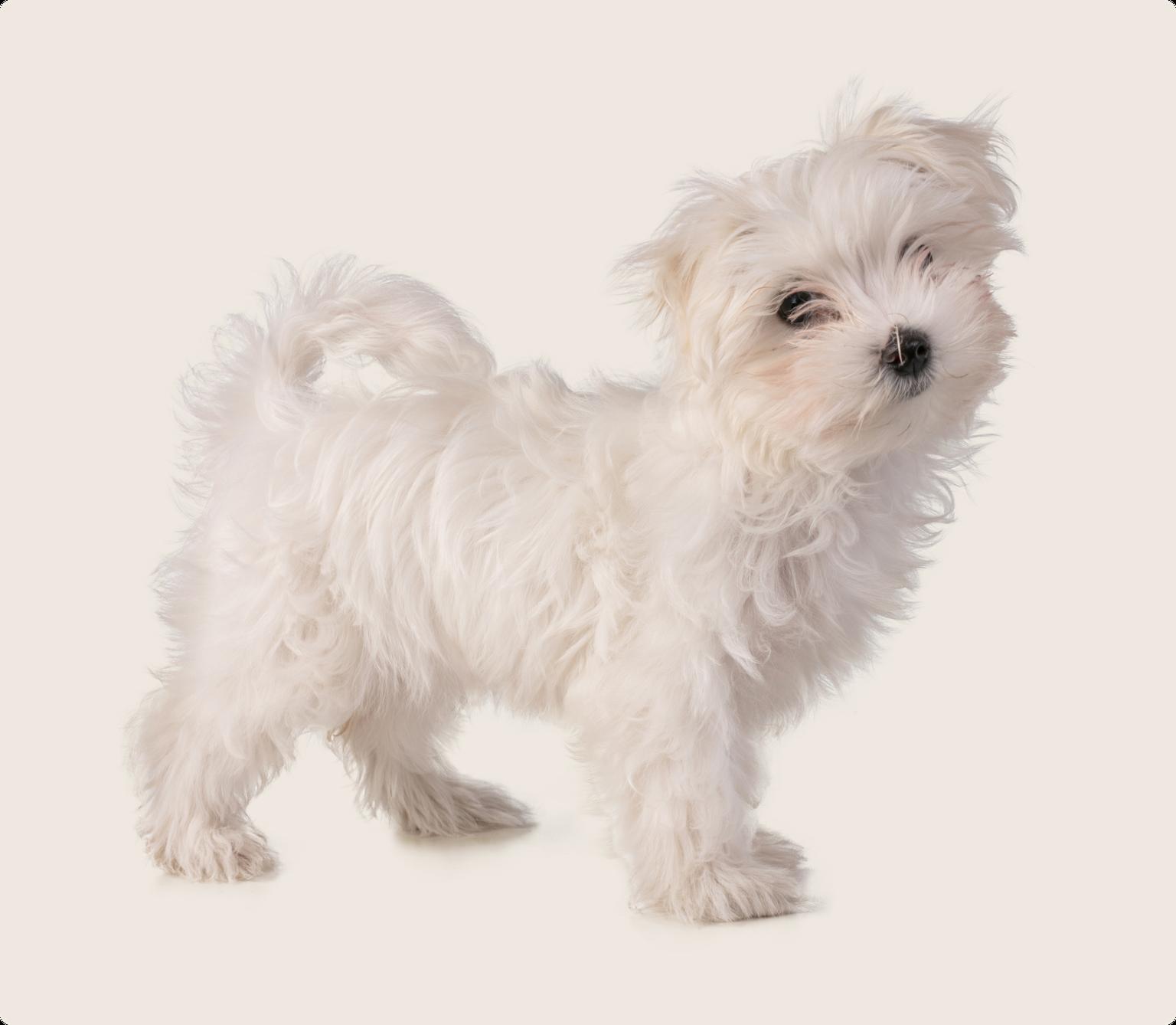 A small Maltese puppy with fluffy white fur, standing against a light beige background and looking directly at the camera.