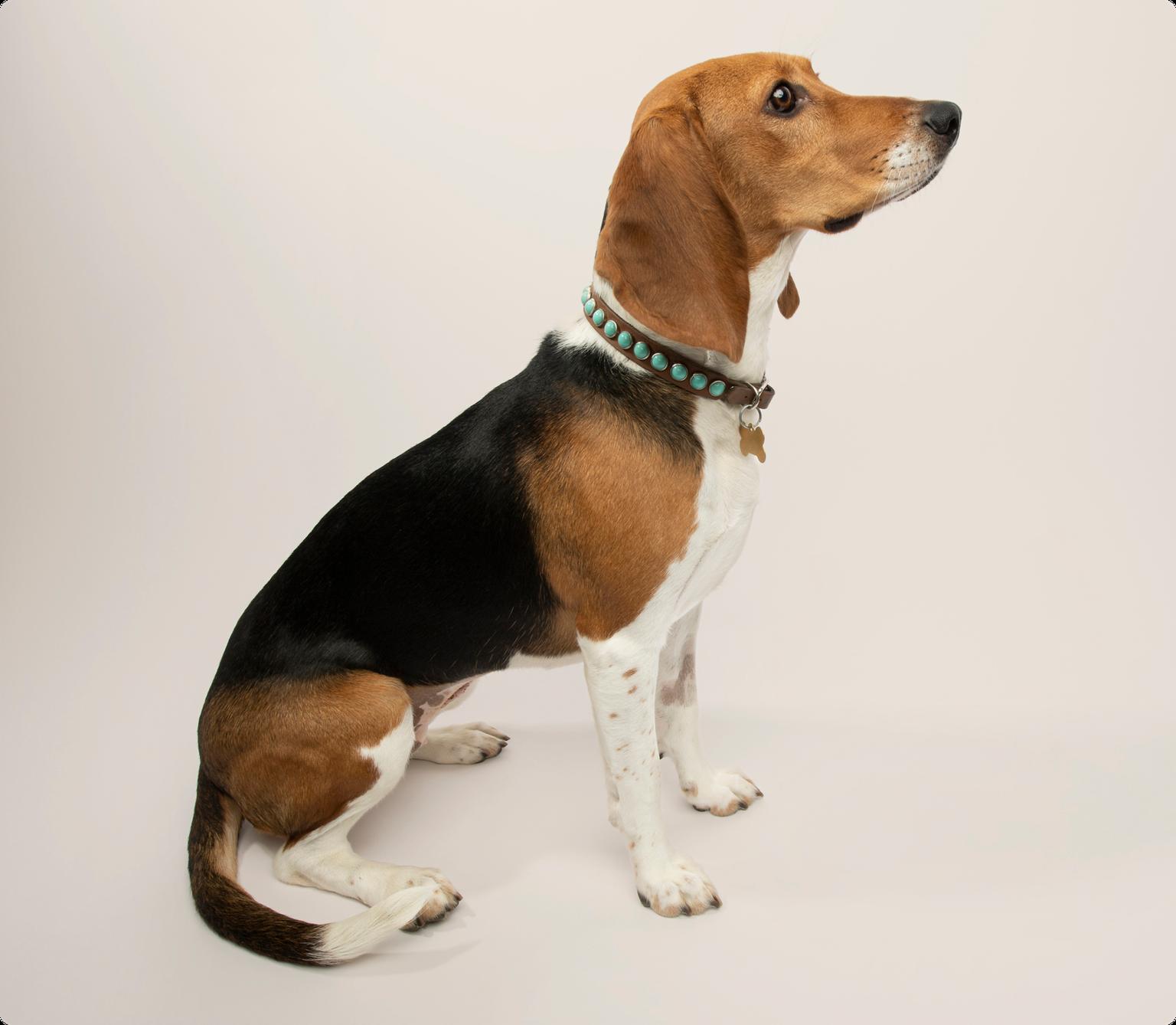 Sideview of a Harrier dog sitting down on a beige background