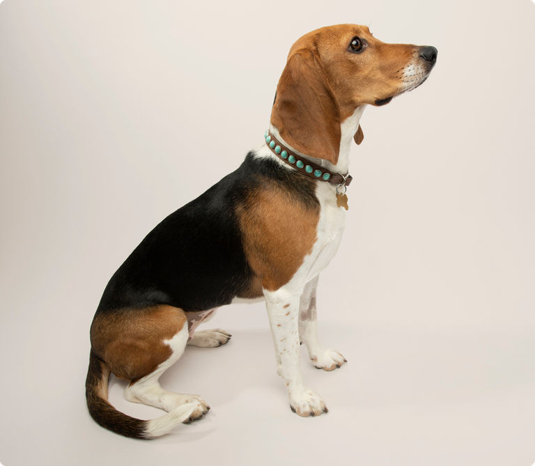 Harrier insurance ManyPets