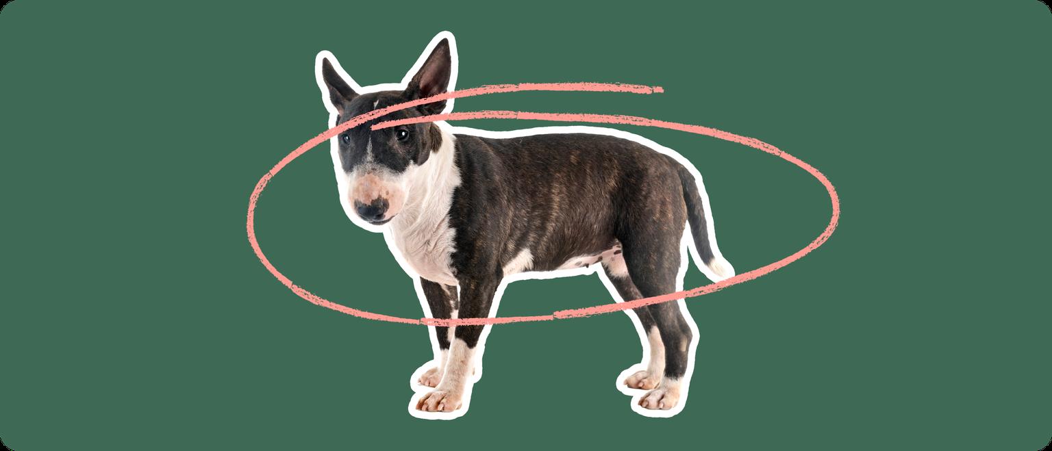 A black and white miniature bull terrier with a white outline, with a pink circle around it's body, on a solid green background.