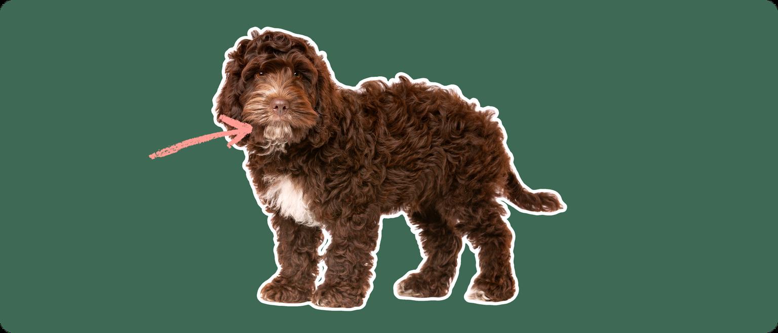 cockapoo