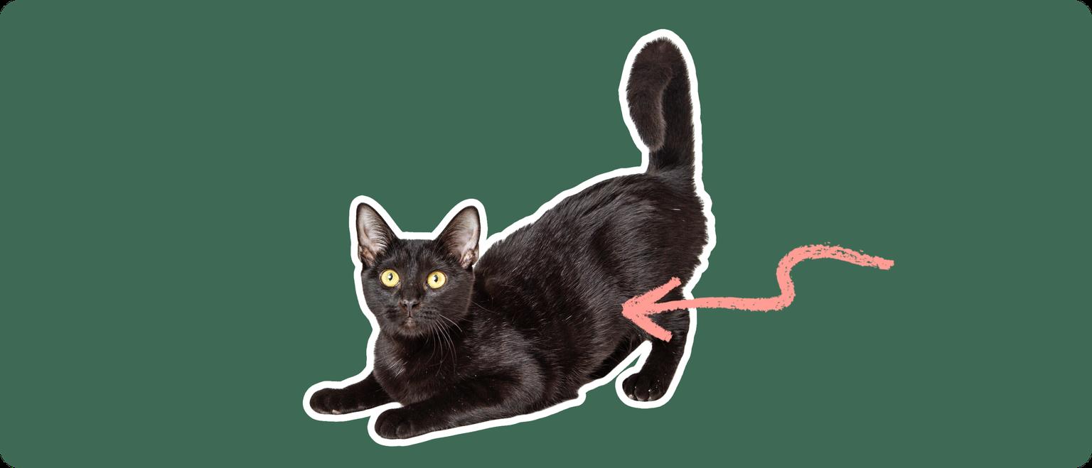 A black Bombay cat cut out with a white outline, with a pink arrow pointing to it's belly, on a solid green background.
