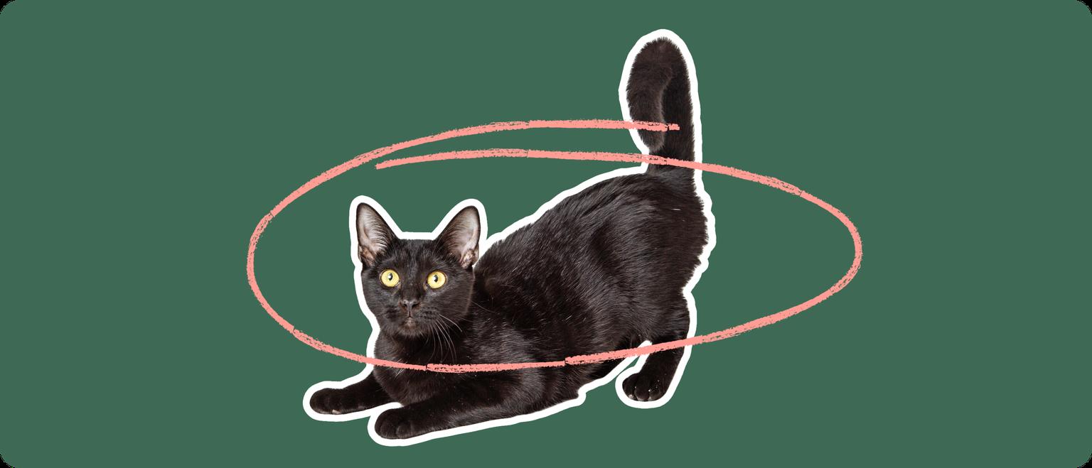 A black Bombay cat cut out with a white outline, with a pink circle around it's body, on a solid green background.