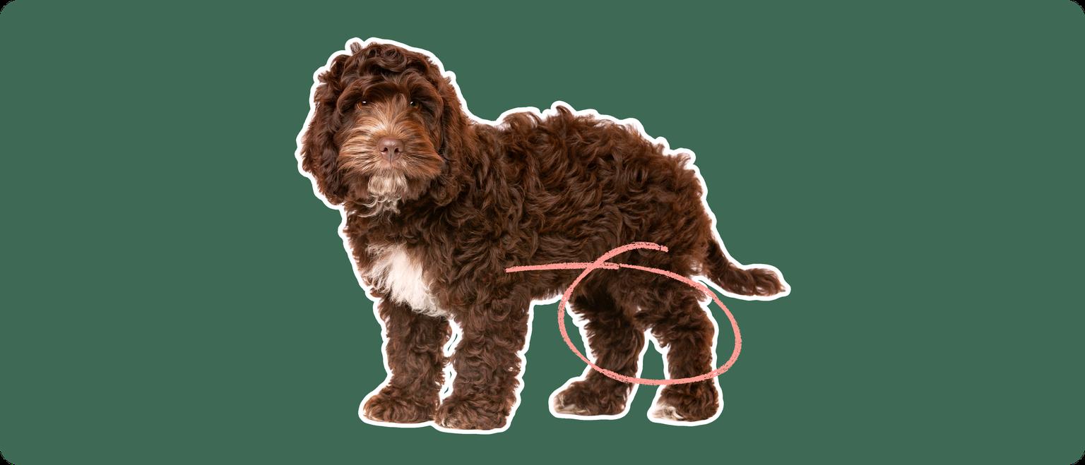 cockapoo