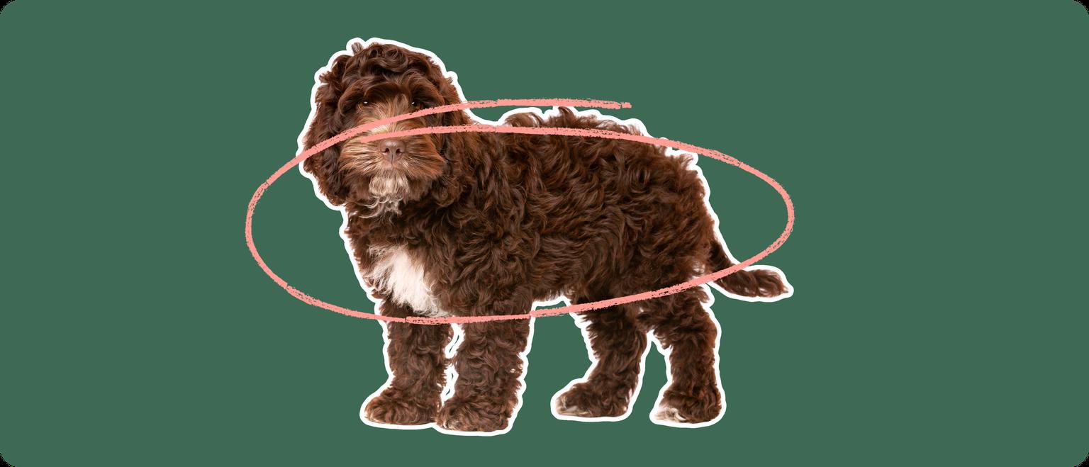 cockapoo