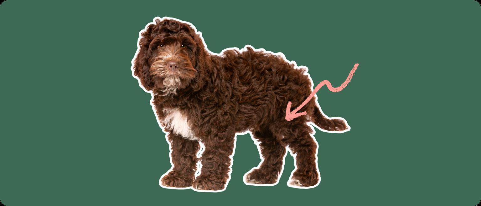 cockapoo