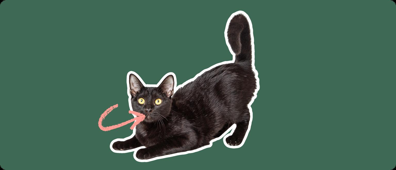 A black Bombay cat cut out with a white outline, with a pink arrow pointing to it's mouth, on a solid green background.