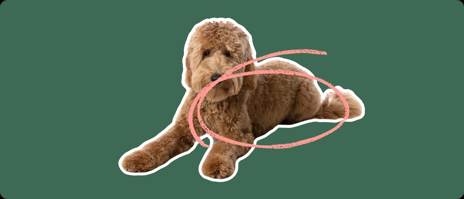 Goldendoodle