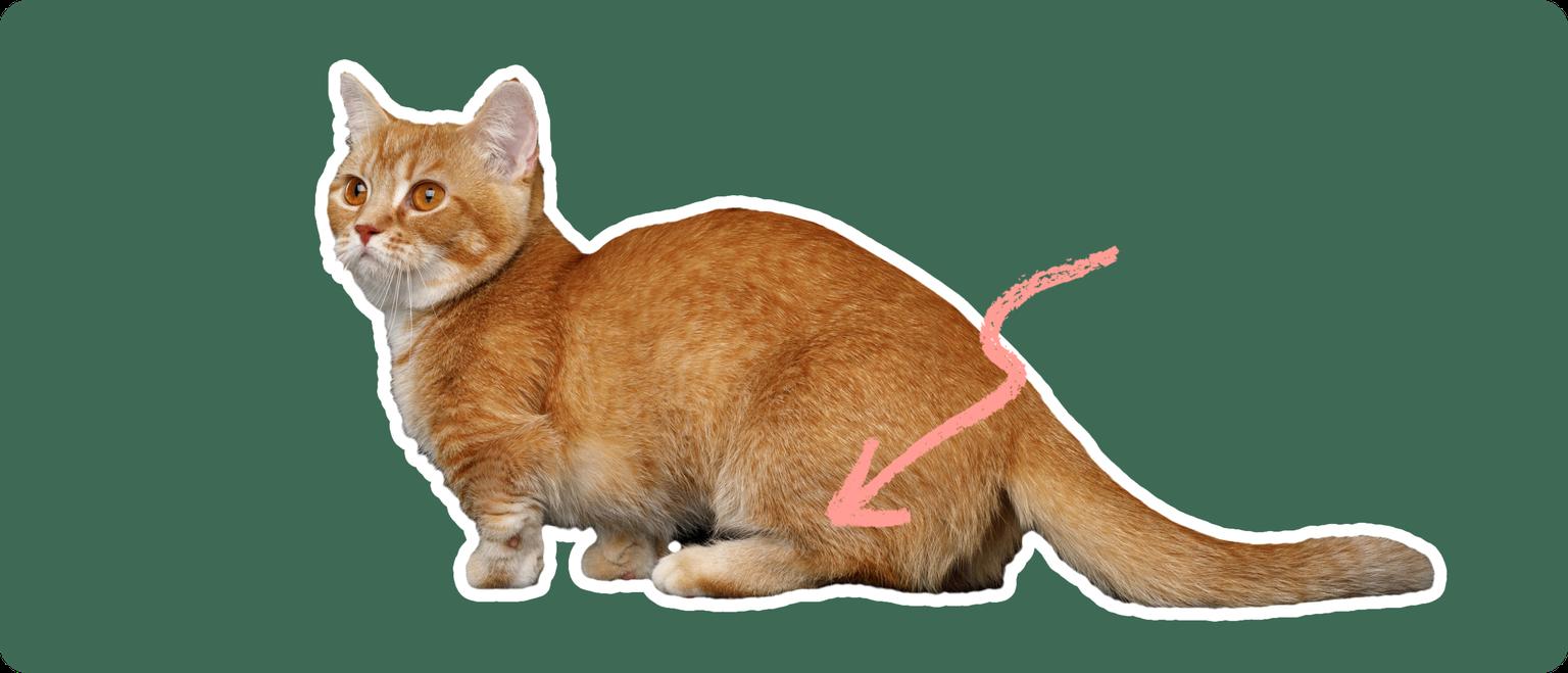 An orange munchkin cat cut out with a white outline, with a pink arrow pointing to it's back leg, on a solid green background.