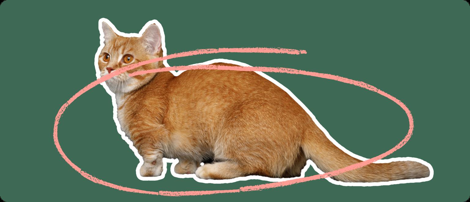 An orange munchkin cat cut out with a white outline, with a pink circle around it's body, on a solid green background.